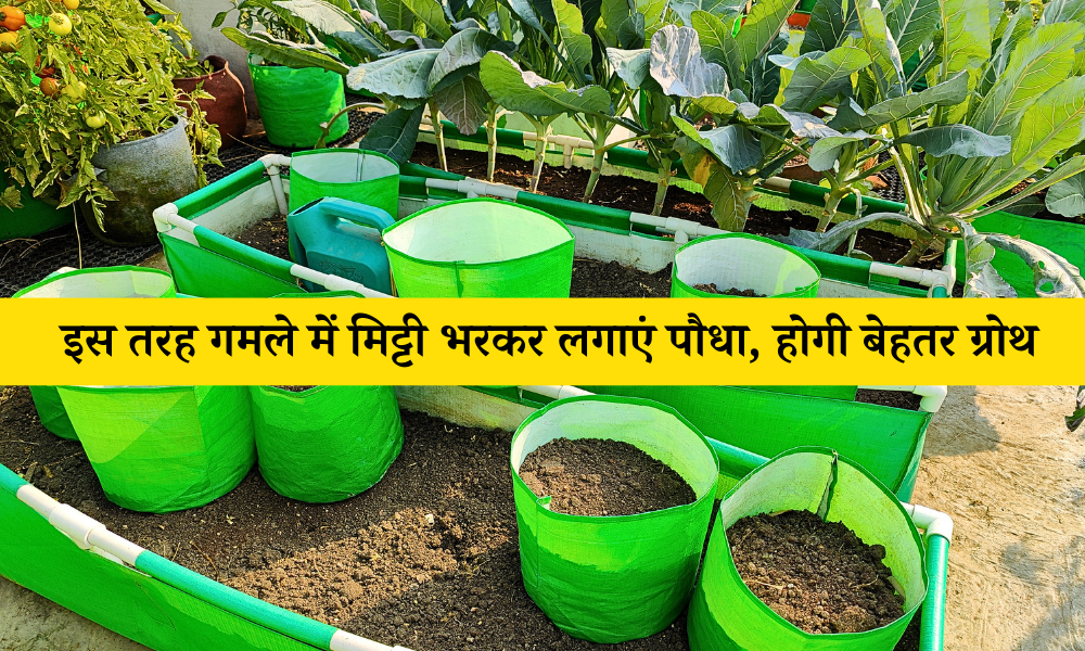 इस तरह गमले में मिट्टी भरकर लगाएं पौधा, होगी बेहतर ग्रोथ - How To Fill Soil In Pot In Hindi